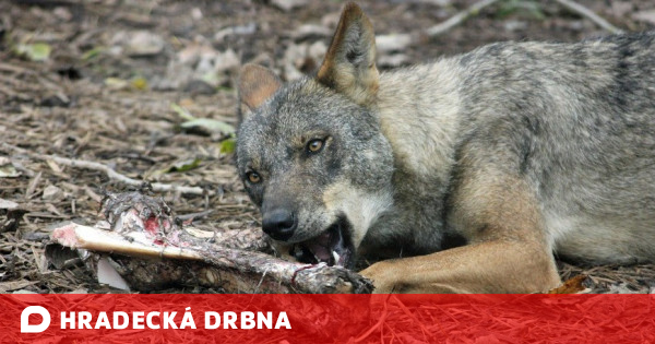 Smecka Vlku Z Vranich Hor Zautocila V Obore V Bernarticich Na Stado Danku Polovinu Roztrhali Trutnovsko Z Kraje Hradecka Drbna Zpravy Z Hradce A Okoli