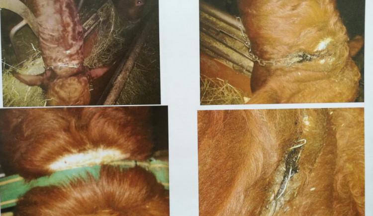 Takhle museli dva býci žít.