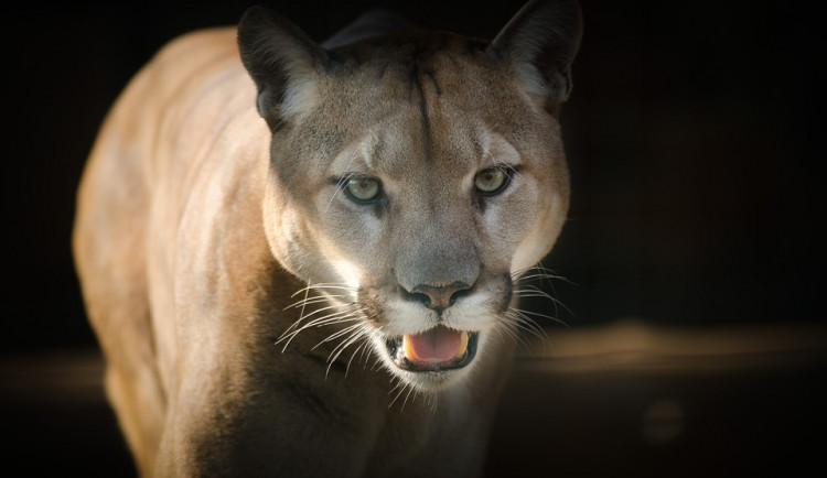 Na Jindřichohradecku pobíhá puma. Lidé by měli být opatrní při pohybu v lese