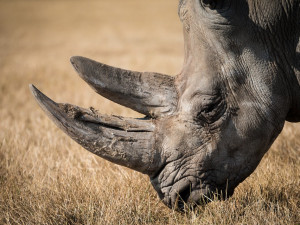 Pět nosorožců se v neděli vydá do Rwandy. Podpoří tamní populaci