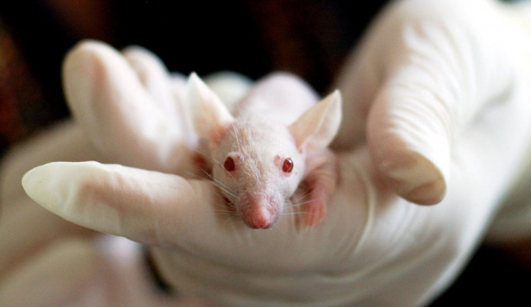 V Brně dnes končí konference Meeting Mouse. Vědci rokovali o možnostech výzkumu myší
