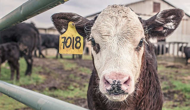 Hospodářská zvířata v těchto dnech nesmí cestovat více než 600 kilometrů, rozhodli veterináři