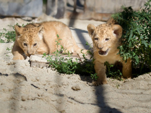 FOTO: V ZOO Dvůr Králové se po 30 letech narodili lvi berberští