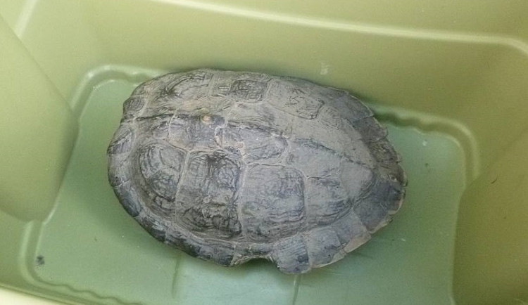 Neděle patřila v Budějcích zvířatům. Strážníci vyjížděli ke zraněné poštolce i želvě na výletě