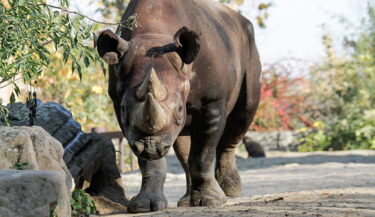 Nosorožec černý, ilustrační foto