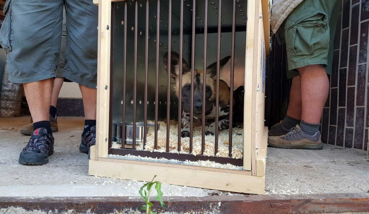 Transport psů hyenových