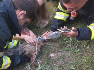 V Krkonoších hořela chalupa. Hasiči z objektu zachránili bezvládného psa majitelů