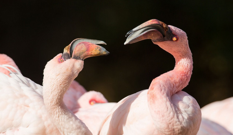 Plameňáci, ilustrační foto