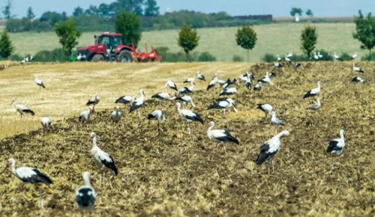 Hubení hrabošů vzbuzuje vlny pobouření. Ministerstvo bude jednat o dalších možnostech.