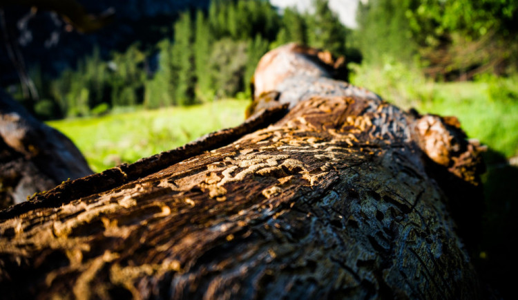 Přemnožený kůrovec může v Krkonoších ohrozit tisíce hektarů lesa