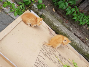 Koťata, které byla u popelnic naštěstí nejsou odhozená, patří místním