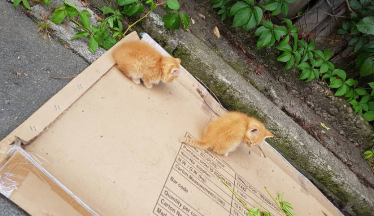 Odhozená koťata, nebo se zatoulala?