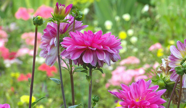 Jiřina, květina, která se hodí na každou zahrádku