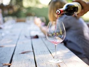 V hradeckém kraji začalo vinobraní, vinaři jsou spokojeni