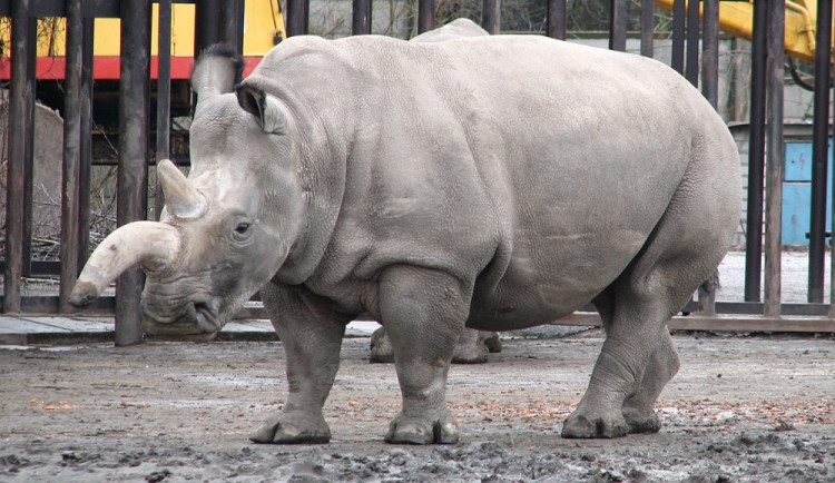 Nosorožec bílý severní