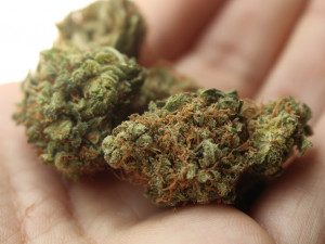 Policie na Trutnovsku odhalila rozsáhlou pěstírnu marihuany