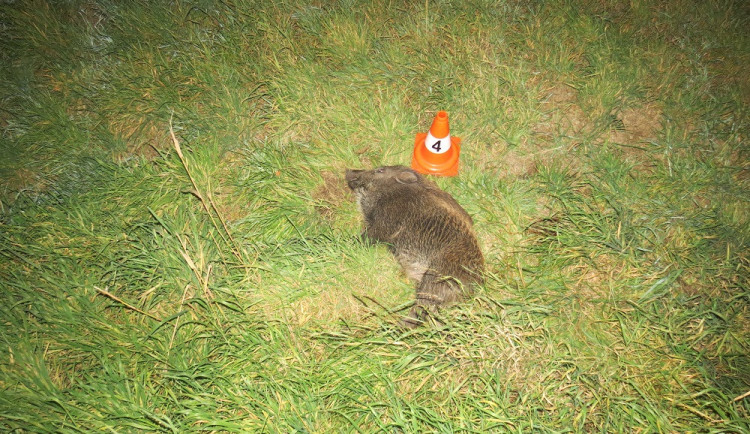 Jedno z uhynulých zvířat