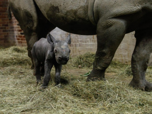 V dvorské zoo začal přesun desítek zvířat ze safari do zimovišť