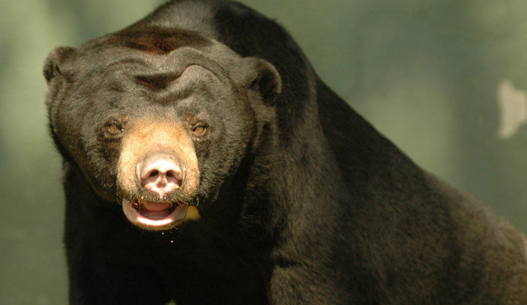 FOTO: Tvář olomoucké zoo odešla. Vzpomeňte na malajskou medvědici Báru