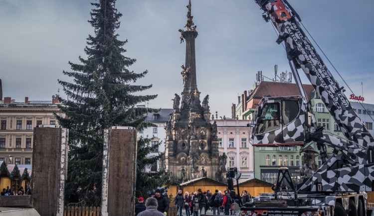 FOTO: Olomouckým vánočním stromem je jedenáctimetrový smrk. Podívejte se