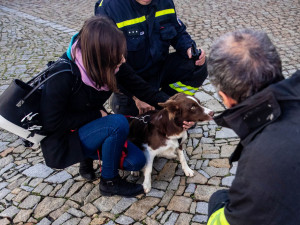 Pes spadl z osmimetrové výšky, hasiči ho zachránili