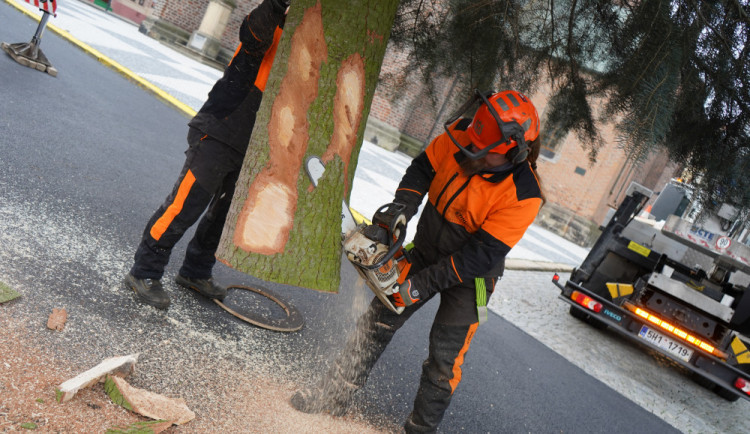 Vánoční stromy se na hradecká náměstí přepraví v úterý. 