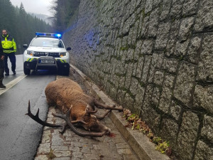 V Krkonoších uhynul jelen po pádu na silnici, uštval ho pes