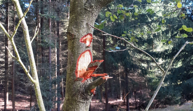Neznámý vandal poničil v lesích u Bělečka stromy. Pořádaly se zde neschválené závody?