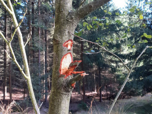 Neznámý vandal poničil v lesích u Bělečka stromy. Pořádaly se zde neschválené závody?