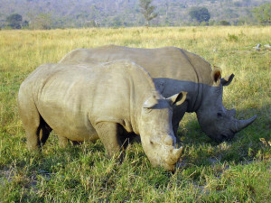 Část nosorožců ze Dvora byla ve Rwandě vypuštěna do volné přírody
