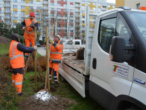 Zeleň v Hradci Králové doplnily stovky nových stromů, vysazovalo se ve všech částech města