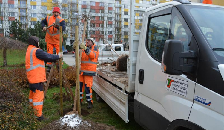 Zeleň v Hradci Králové doplnily stovky nových stromů