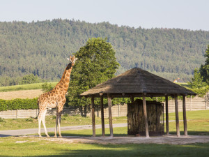 Zoo Dvůr Králové ukáže žirafy i v zimě, má pro ně nový pavilon