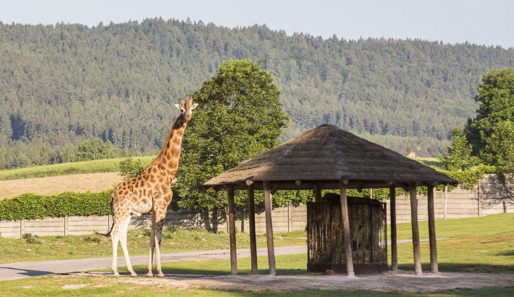 Zoo Dvůr Králové nad Labem