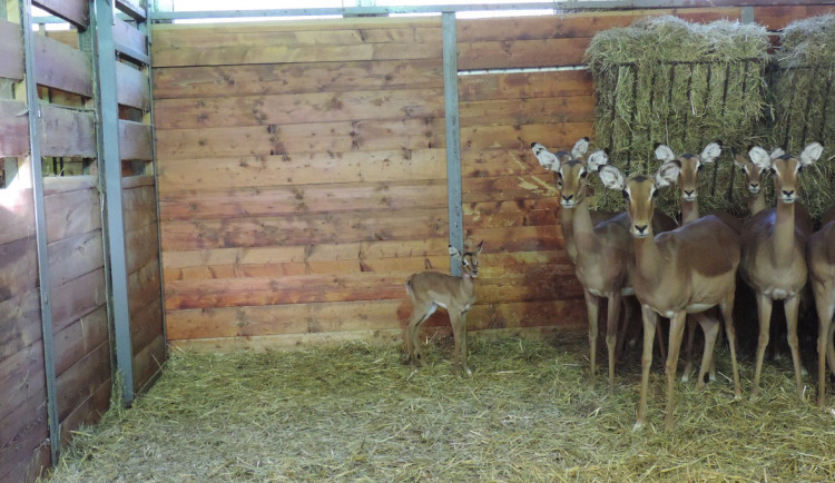 Foto mláděte impaly