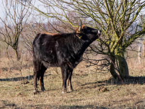 Při převozu praturů na Náchodsko spojí síly asi 20 lidí