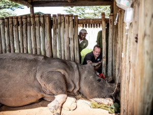 Safaripark Dvůr Králové nad Labem