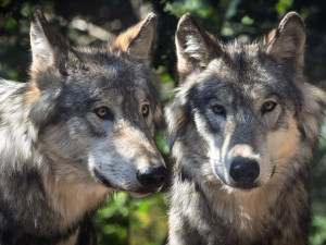 Vlci v&nbsp;Královéhradeckém kraji páchají čím dál tím větší škody
