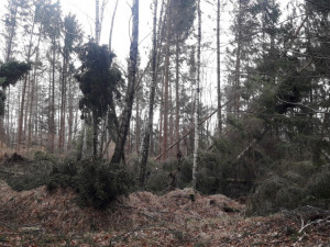 Trutnovská radnice doporučuje nevstupovat do příměstských částí lesů a do Lesoparku. Po větru tu není bezpečno