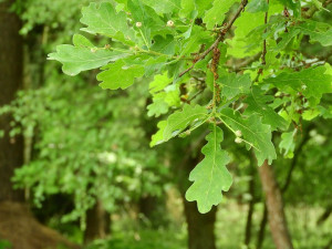 Loňské mrazy snížily úrodu semen u stromů v lesích. Lesní školkaři budou brát ze zásob