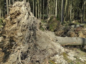 Včerejší vichřice poničila Lesům ČR méně dřeva než Sabine