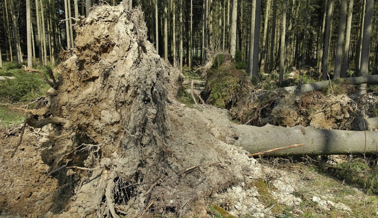 větrem vyvrácené stromy