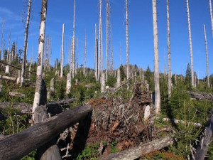 Letošní vichřice poničily v Krkonoších až 8000 kubíků dřeva