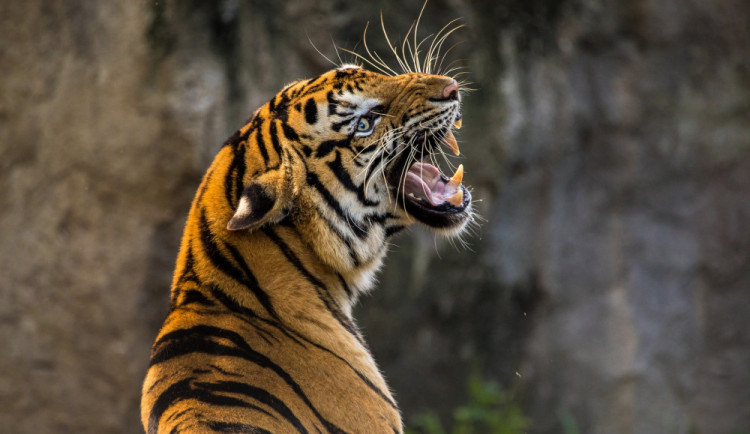 ZOO Dvůr Králové návštěvníky kvůli koronaviru zatím neomezila