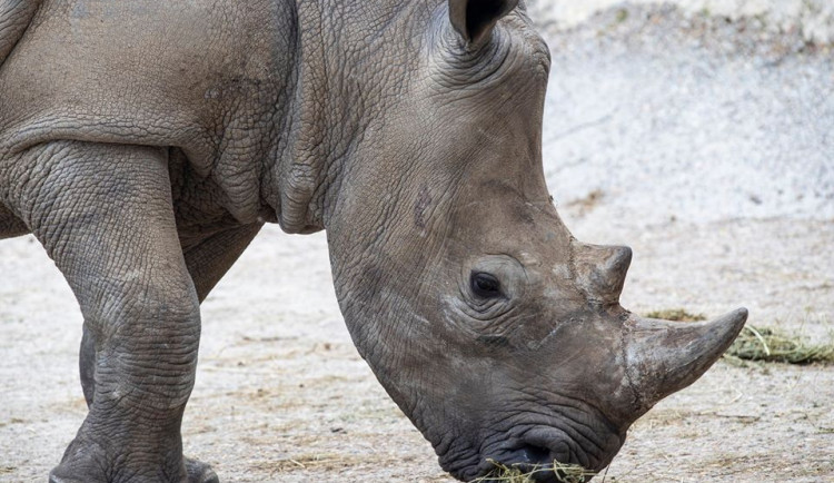 Dvorská zoo získala na posílení chovu nosorožce z Francie