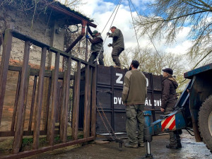 Přeprava nosorožce do ZOO ve Dvoře Králové nad Labem