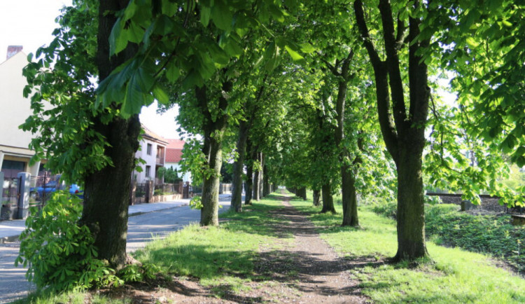 Hradec Králové bude mít novou kaštanku. Nahradí tu, která ustoupí trati do Pardubic