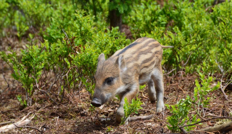 Selátka budou v městských lesích u Hradce Králové až do léta. Není třeba na ně spěchat