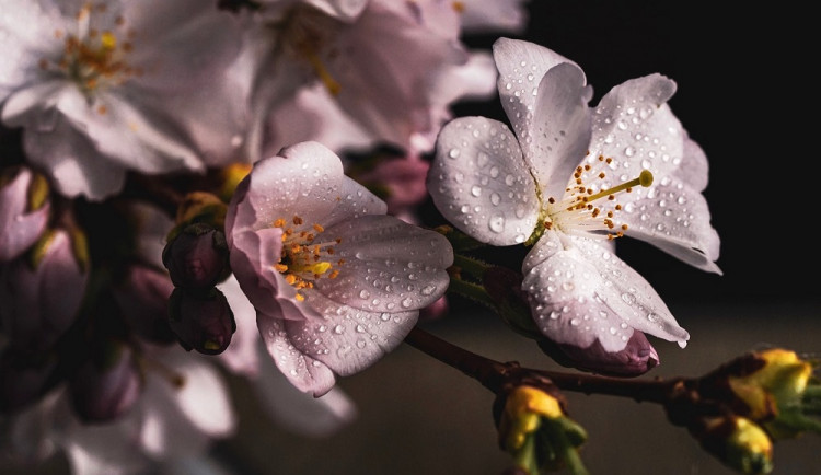 Květy třešně/ ilustrační foto