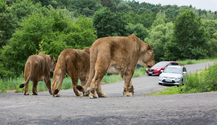 Projížďky v safari parku ve Dvoře Králové nad Labem